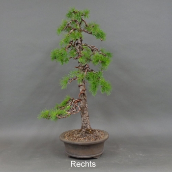 Preview: Larix, Lärche, Bonsai